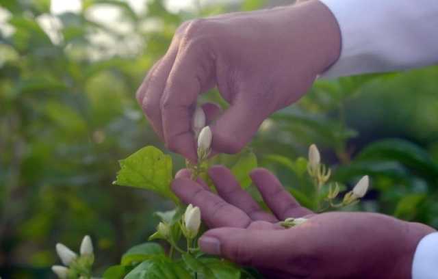 منتج عطري فريد.. نجاح سعودي في استخلاص زيت زهرة الفل الجيزاني