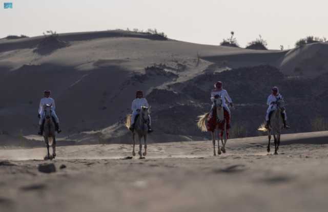 ركوب الخيل.. هواية عربية أصيلة تجذب الشباب في أملج