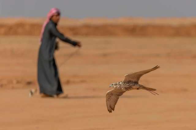 حفر الباطن.. نتائج أشواط اليوم الثاني من منافسات كأس نادي الصقور