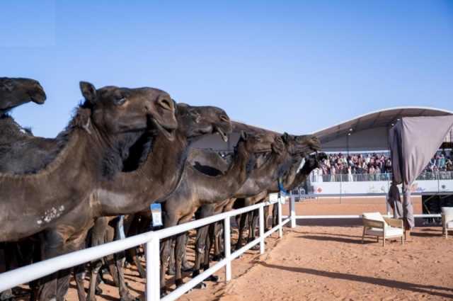 10 فائزين في اليوم الـ15.. 'مهرجان الإبل' يختتم منافساته اليوم