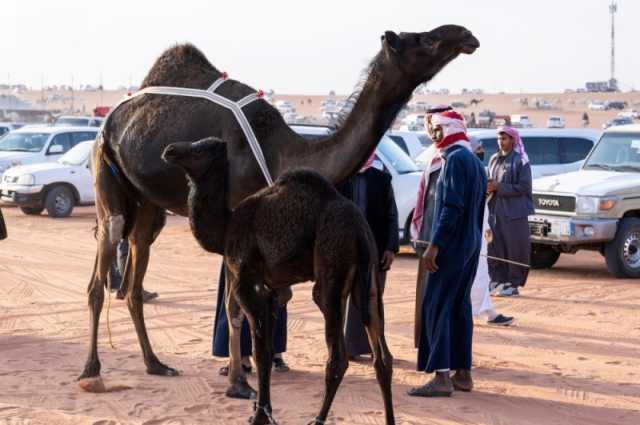 من الحوار إلى البعير.. مسميات الإبل حسب عمرها في الجزيرة العربية