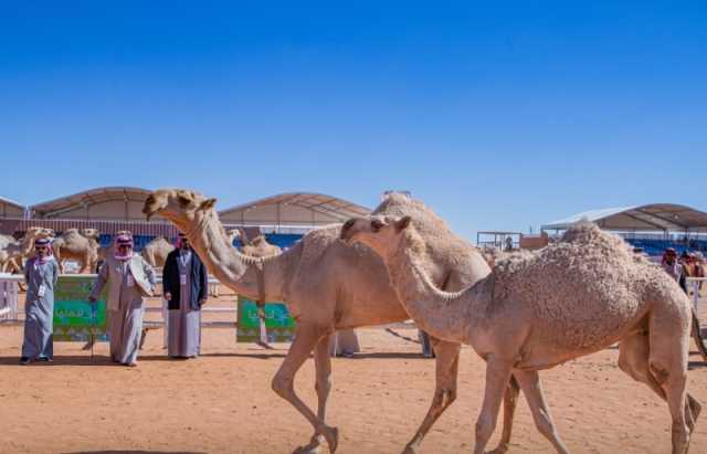 مهرجان الملك عبدالعزيز للإبل يستقبل وفود سبع دول أجنبية