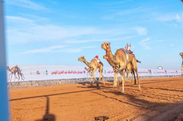 في فئتين.. مهرجان الملك عبدالعزيز للإبل يكشف عن حالات عبث