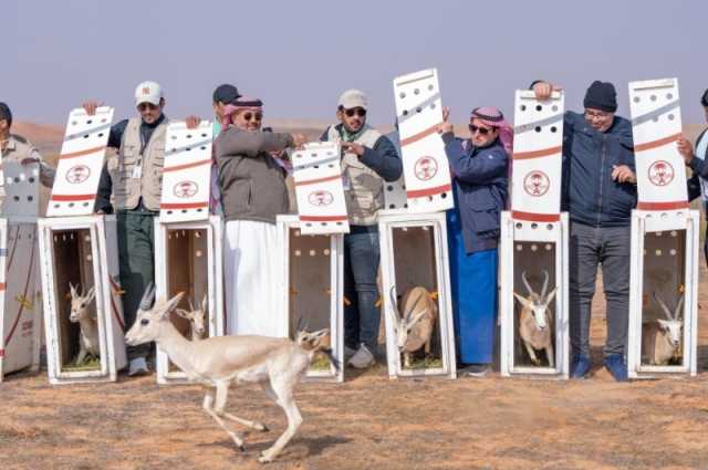 محمية الإمام تركي..إطلاق 95 من الكائنات الفطرية المهددة بالانقراض