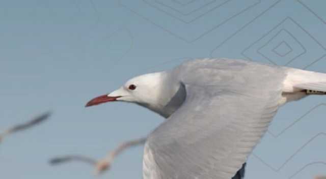 رصد نوعين جديدين من الطيور بمحمية الملك سلمان بن عبد العزيز الملكية