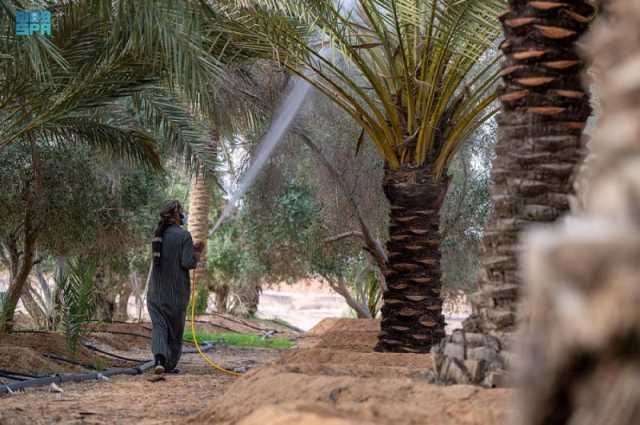 'البيئة'.. نجاح مشاريع الاستزراع السمكي لريّ النخيل في زيادة إنتاج التمور