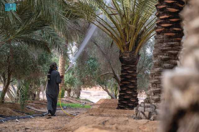 كيف يسهم ربط 'مرشدك الزراعي' مع 'الأرصاد' في الأمن الغذائي؟