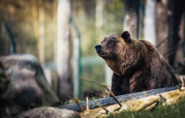 متهمة بالتهجم.. العثور على جيفة أنثى الدب بإيطاليا