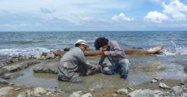 عمرها 6 ملايين عام.. اكتشاف آثار حمض نووي في حفرية سلحفاة بحرية