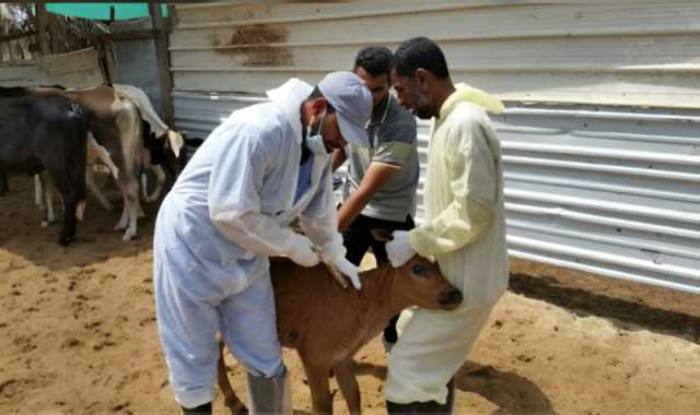 'وقاء' يبدأ حملة تحصين المواشي ضد الحمى القلاعية