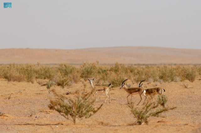 محمية الإمام تركي تعيد توطين غزلان الريم والمها الوضيحي والنعام