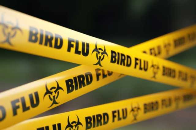 كوريا الجنوبية.. اكتشاف إصابتين جديدتين بإنفلونزا الطيور شديدة العدوى