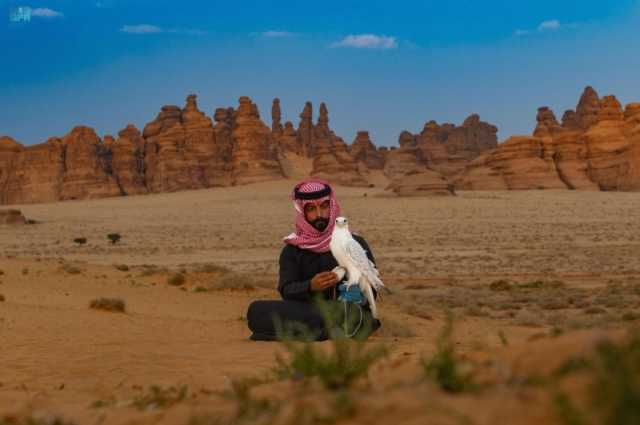 الأكبر في العالم.. استعدادات استقبال الصقّارين في كأس العلا للصقور