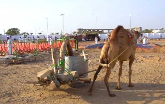 معصرة السمسم بمهرجان 'عذق 4'.. فرصة حية لمتابعة عملية استخراج زيت السمسم