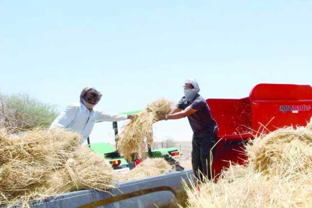تواصل عمليات حصاد محصول القمح في محافظة الظاهرة