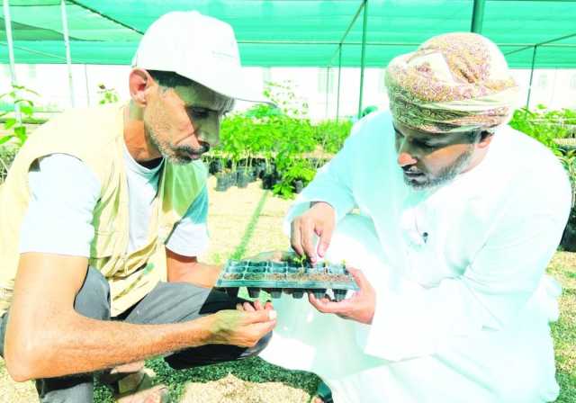 «البيئة» تنجح في زراعة أشجار المر البرية في محافظة ظفار