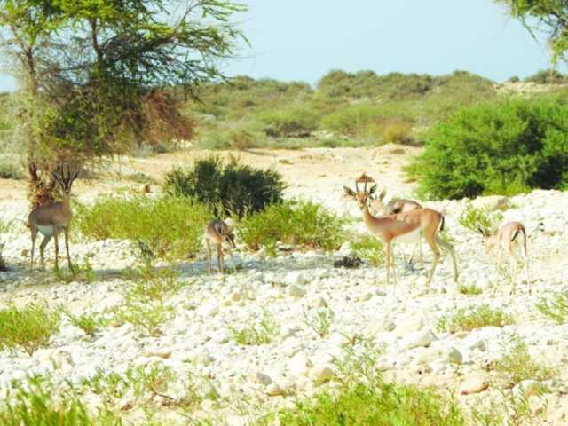 سلطنة عمان تحتفل باليوم العالمي للتنوع الأحيائي