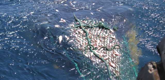 سلطنة عُمان تحتفل باليوم العالمي لمكافحة الصيد غير القانوني