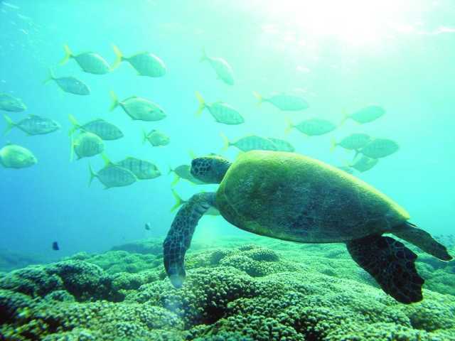 سلطنةُ عمان تحتفل باليوم العالمي للمحيطات