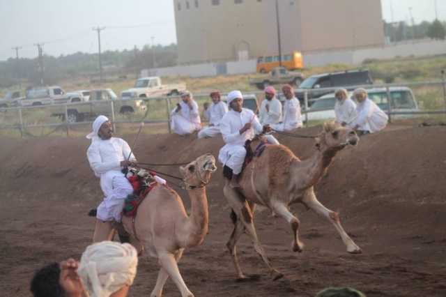 انطلاق أولى سباقات عرضة الهجن ببدية