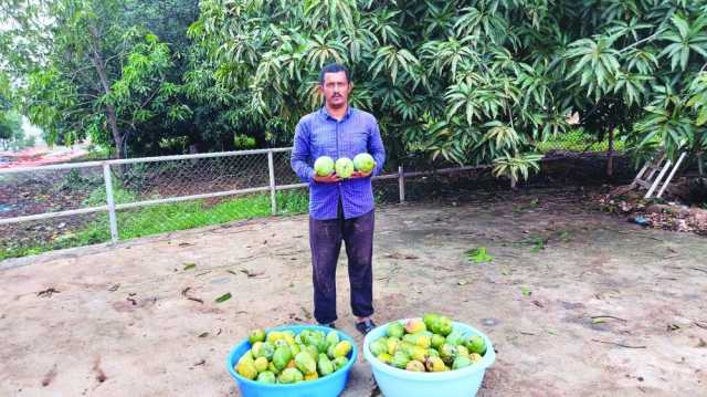 شاب عماني ينجح في زراعة تفاح الورد والجوافة والليمون والمستعفل والرمان في شيحيت بولاية طاقة