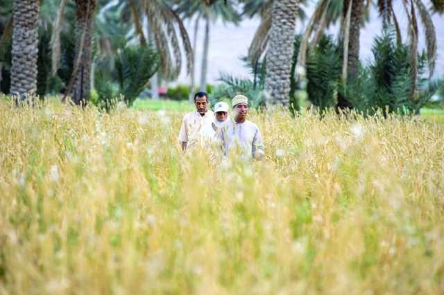 المطاحن العُمانية تفتح التسجيل للمزارعين الراغبين في بيع القمح المحلي