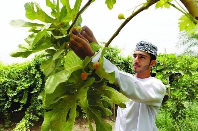 250 ألف طن إجمالي الإنتاج الزراعي لمحافظة شمال الشرقية