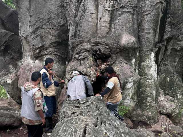 مكافحة الآفات المهددة لأشجار التبلدي بمحافظة ظفار