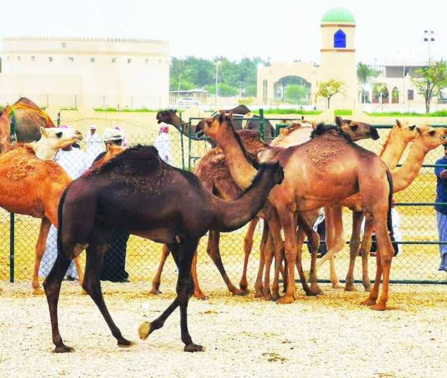 ختام مثير لمنافسات مهرجان ظفار للمزاينة