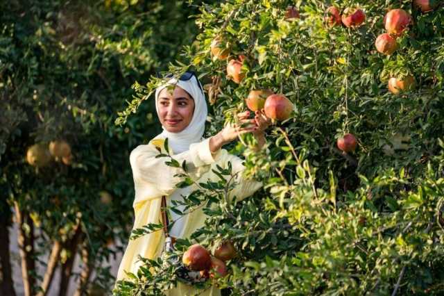 انطلاق فعاليات قطاف ثمار رمان الجبل الأخضر بمحافظة الداخلية