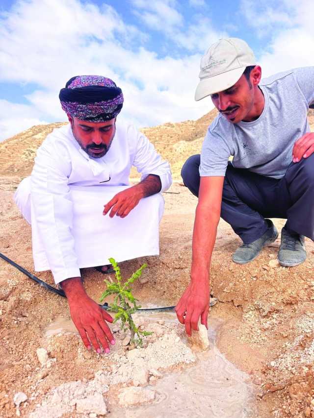 زراعة 2650 شجرة لبان بصلالة