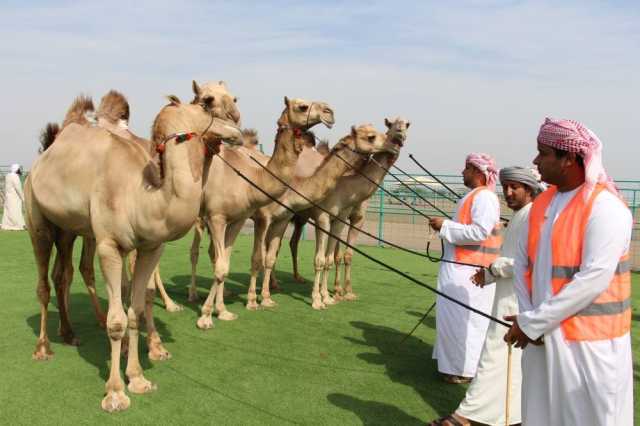 25 شوطا في منافسات مهرجان مزاينة الإبل بالمصنعة