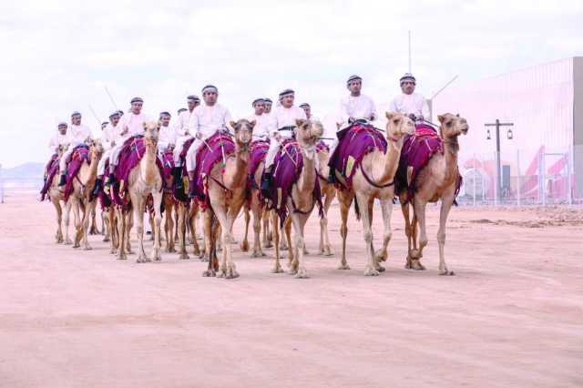 الهجانة السلطانية تُواصل مشاركتها في مهرجان جادة الإبل بالسعودية