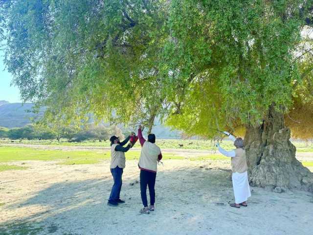 حملة لدراسة وضع الأشجار البرية بمحافظة مسندم