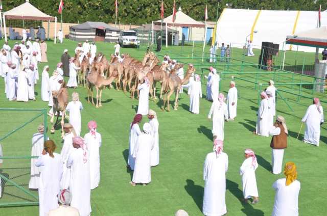 15 ديسمبر.. انطلاق مهرجان حمراء الدروع بعبري