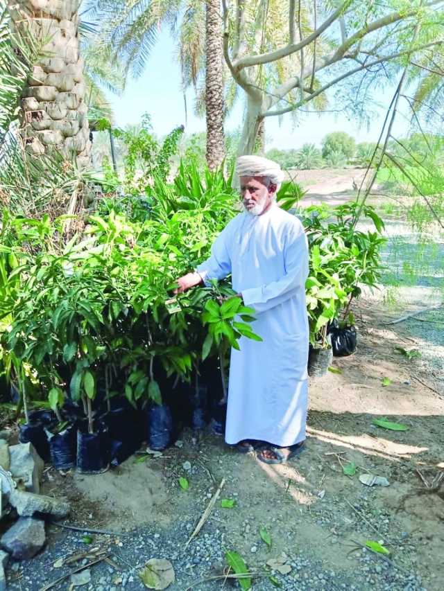 تدريب المزارعين في بهلا على زراعة حقول المانجو