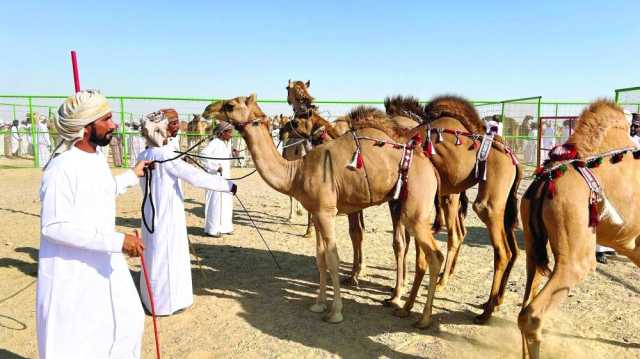 منافسة مثيرة في مهرجان الهجن بثمريت