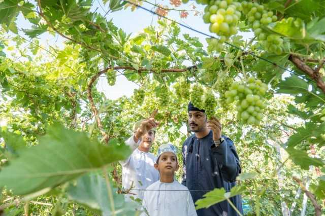 المساحات المزروعة بسلطنة عُمان تتجاوز 293 ألف فدان