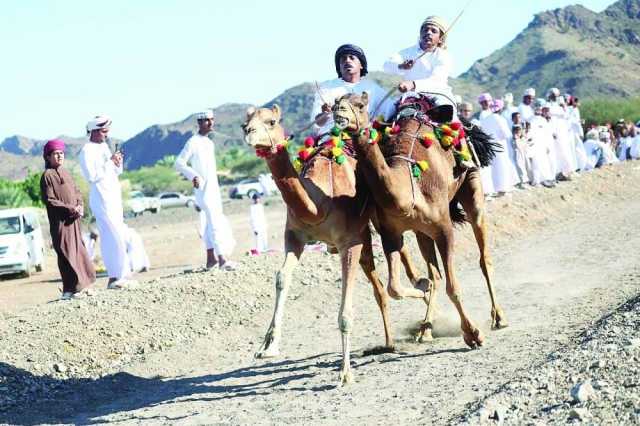 مشاركة كبيرة في مهرجان ركض عرضة الخيل والهجن بالمضيبي