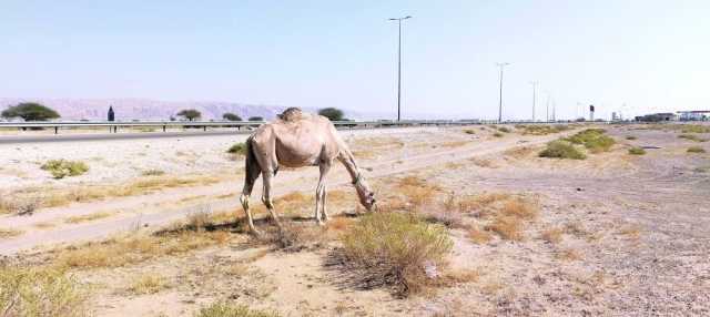 الحيوانات السائبة خطر يهدد الأرواح .. ومطالبات باتخاذ إجراءات صارمة !