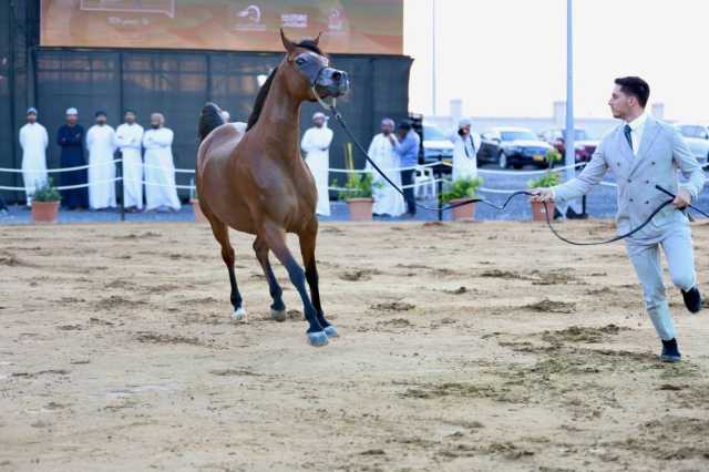 ختام بطولة الرباطية المحلية لجمال الخيل العربية