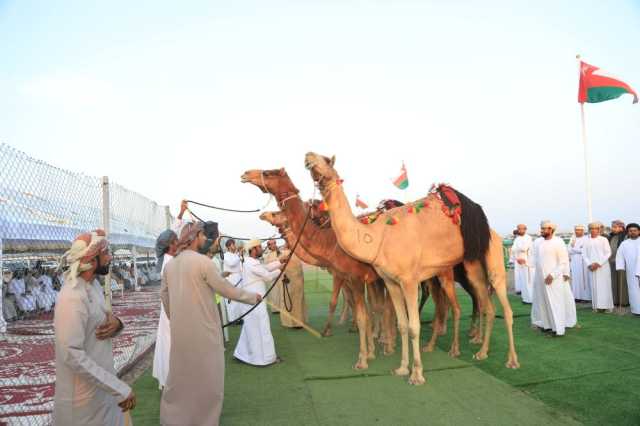 ختام مهرجان الأصالة للهجن والخيل بصحم.. غدا