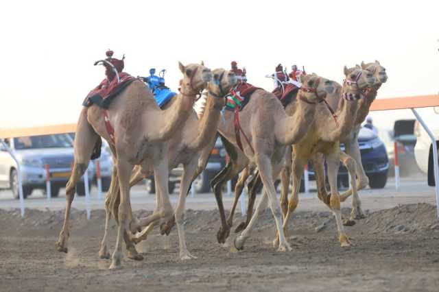 21 شوطا في اليوم الرابع لسباقات الهجن الختامية بصحار