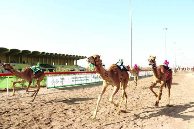 انطلاق منافسات مهرجان البشائر السنوي للهجن