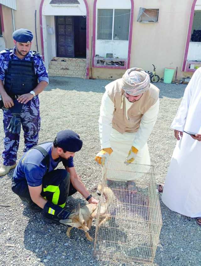 ثعلب يثير القلق في منزل بولاية السويق