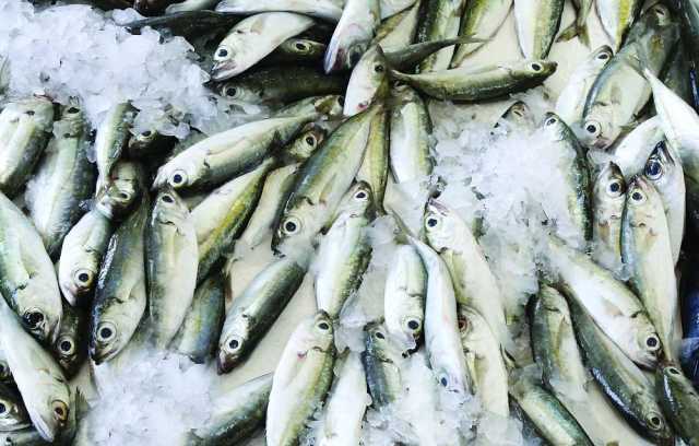 394.3 ألف طن إنتاج الأسماك السطحية الصغيرة في سلطنة عمان العام الفائت