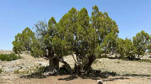 هيئة البيئة تسجل ٤٨٥ نوعًا من النباتات في جبال الحجر الغربي