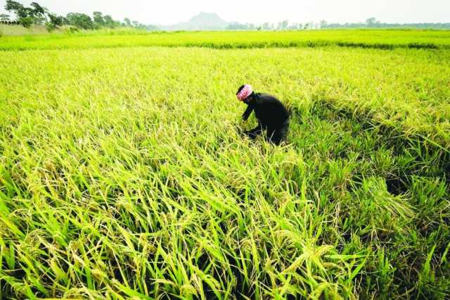 تراجع أسهم شركات تصدير الأرز الهندية مع تشديد القيود على الصادرات