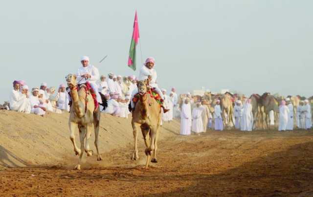 180 ناقة في سباق عرضة الهجن ببدية