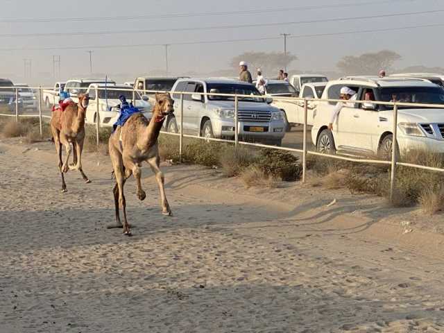 6 أشواط في مهرجان الشبل لسباق الهجن ببركاء